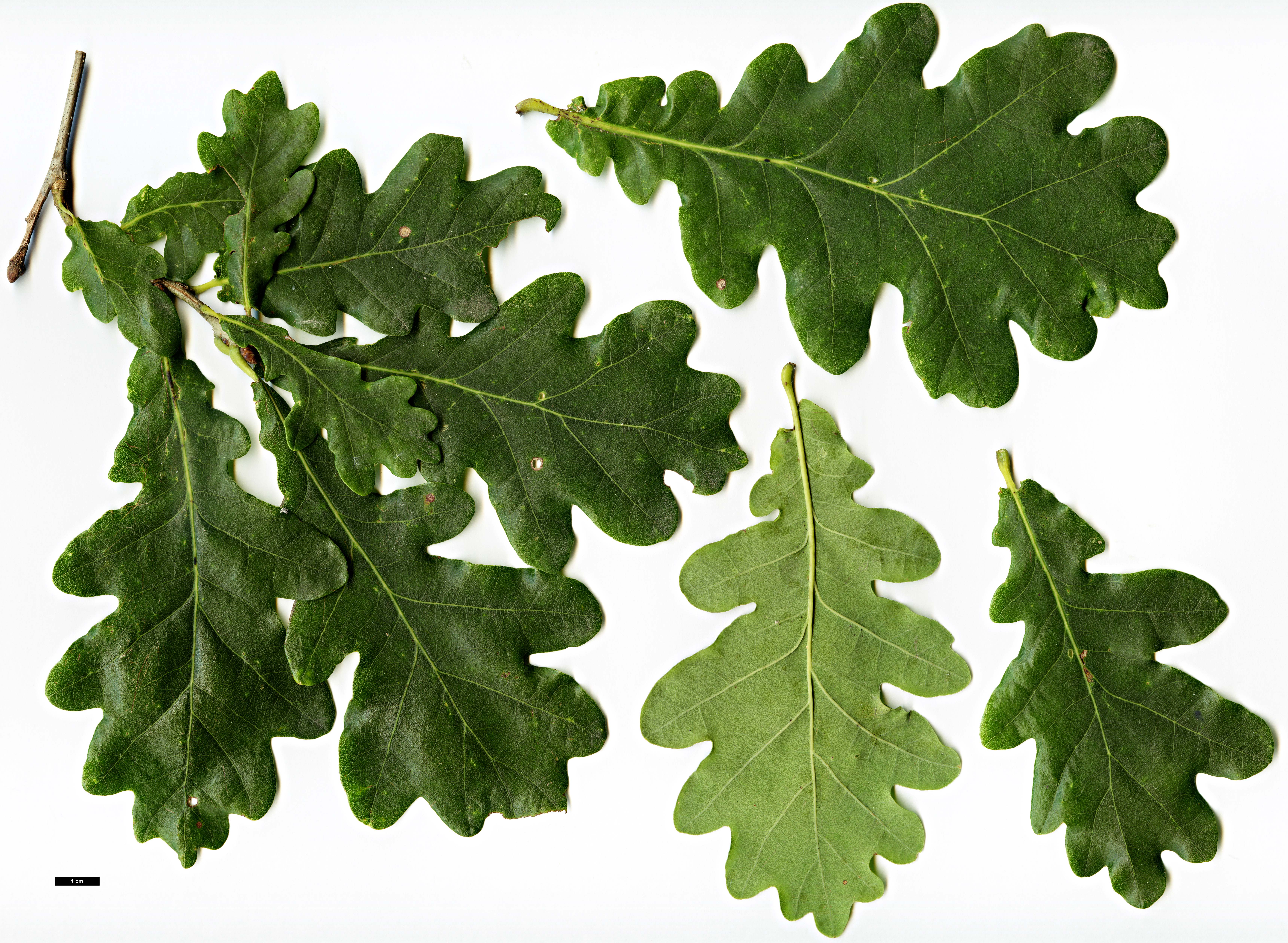 High resolution image: Family: Fagaceae - Genus: Quercus - Taxon: robur - SpeciesSub: Pendula Group
